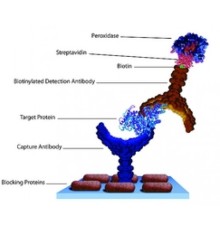 Стрептавидин, Streptomyces avidinii, 95%, Alfa Aesar, 10 мг