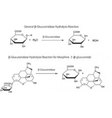 -Глюкуронидаза из Escherichia coli  20 000 единиц / мг белка, рекомбинантный, экспрессированный в E. штамм, продуцирующий кишечную палочку, лиофилизированный порошок Sigma G8420