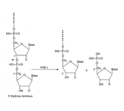 Фосфодиэстераза I из Crotalus adamanteusvenom типа VI, неочищенный высушенный яд, 0,01 мкл / мг твердого вещества Sigma P3134