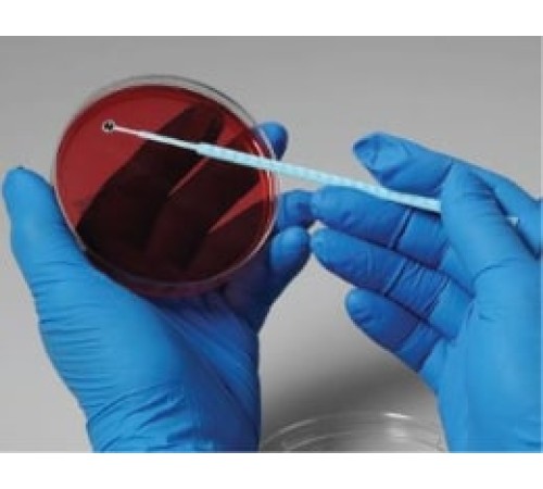 Cryptococcus neoformans, штамм ATCC 56991, 5 петель, Thermo FS Cryptococcus neoformans, штамм ATCC 56991, 5 петель, Thermo FS